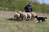 BORDER COLLIE - MOUTONS 083